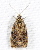 2837 - The Astronomer Moth - Olethreutes astrologana
