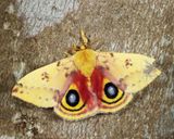 7746 - Io Moth - Automeris io