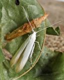 1272 -  Chestnut Casebearer Moth - Coleophora leucochrysella