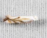 0485 - Bucculatrix solidaginiella
