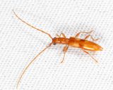 Four-spotted Hickory Borer - Heterachthes quadrimaculatus