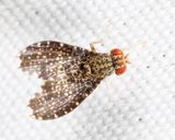 Trypetisoma sticticum