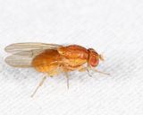 Poecilominettia puncticeps