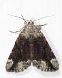 8876  Little Nymph Underwing  Catocala micronympha
