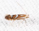 0740 - Spotted Tentiform Leafminer Moth - Phyllonorycter blancardella
