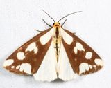 8112 - Confused Haploa - Haploa confusa