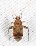 Phytocoris breviusculus