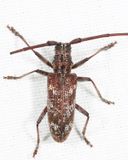  Carolina Pine Sawyer - Monochamus carolinensis