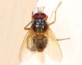 Mydaea impedita