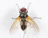 Mydaea neglecta
