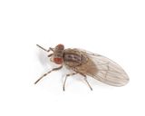 Trisapromyza vittigera