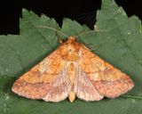 11063 -  Bordered Sallow - Pyrrhia cilisca