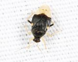 Pycnoderes dilatatus