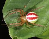 Araneus bivittatus (female)