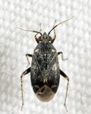 Plagiognathus nigronitens