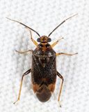 Tropidosteptes rufusculus