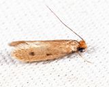0405 -  Casemaking Clothes Moth - Tinea pellionella
