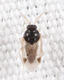 Corticoris sp.