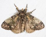 8296  Yellow-based Tussock Moth  Dasychira basiflava