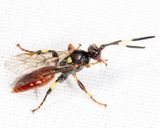Cratichneumon vinnulus