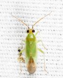 Orthotylus viridis