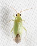 Orthotylus viridis