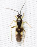 Orthotylus cruciatus