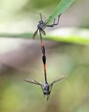 Systropus macer