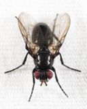 Eloceria nigra