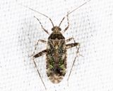 Phytocoris eximius