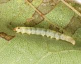 3370 - Sycamore Leaffolder Moth - Ancylis platanana
