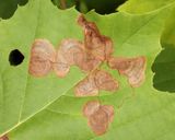 0043 -  Sycamore Leaf Blotch Miner - Ectoedemia platanella