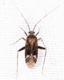 Phytocoris conspurcatus