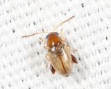  Potato Flea Beetle - Psylliodes affinis