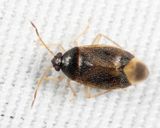 Ceratocapsus digitulus