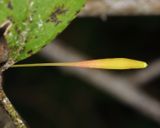 Callirhytis gallaestriatae