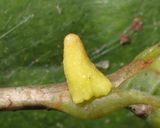 Zopheroteras cuneatum