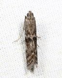 6020 - Mediterranean Flour Moth - Ephestia kuehniella