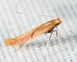 0604 - Caloptilia flavella