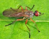 Orthacheta sp.