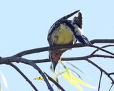 Yellow-bellied Sapsucker - Sphyrapicus varius