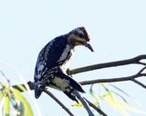 Yellow-bellied Sapsucker - Sphyrapicus varius