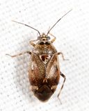 Deraeocoris aphidiphagus