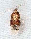 Deraeocoris nitenatus