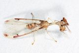  Four-spotted Mantidfly - Dicromantispa interrupta)