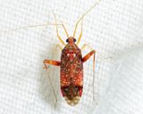 Phytocoris confluens