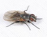 Little House Fly - Fannia canicularis