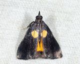 Semnia auritalis