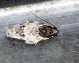 Gelechioidea