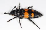 Nicrophorus hebes